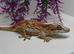 Red stripe female gargoyle gecko