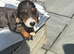 Dachshund