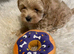 Toy maltiopoo