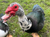 Muscovey ducks