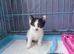 Ragdoll cross domestic kittens