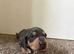 stunning miniature dachshund puppies