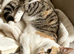 Cat looking for a rehome