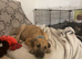 male lurcher cross staffie