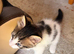 Beautiful 2-Month-Old Healthy & Playful Kittens Looking for Loving Homes