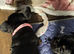 French bulldog s black tan and blue lilac