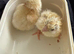 Chicks for sale