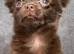 Chocolate chihuahua