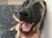 Beautiful Male Belgian Malinois mix