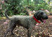 Bedlington terrier stud