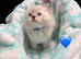Stunning GCCF Ragdoll Boys - Champion Lines