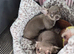 Tiny apples head lilac tri female pup.