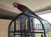 Male