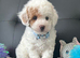 3 Gorgeous Toy Maltipoo Puppies For Sale