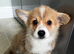 Welsh Pembrokeshire corgi pups