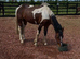 Cob x sportshorse filly