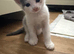 3 beautiful kittens