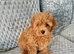 Cavapoochon puppy