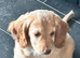 5 cavapoo for sale