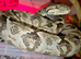 Amazon Tree Boa for sale