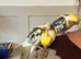 Pair of cockatiels