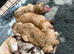 Merle cockapoo puppies