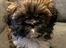 Shih Tzu Puppies Ready Now