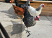 4 mixed breed chickens
