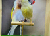 Yellow dimorphic canaries