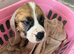 Female Saint Bernard Ready Now