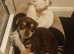 3 beautiful chihuahua puppie. 1 girl 2 boys