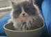 British longhair kittens mix