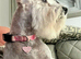 Beautiful Adult Girl Miniature Schnauzer