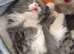 Ragdoll cross kittens