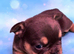 4 stunning French bulldog puppies big rope