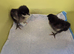 Black australorp chicks