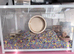 Tame female Syrian hamster and setup