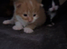 Fluffy Kittens, lovely temperament and very cuddly
