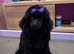 Gorgeous Girl Kc Toy Poodle Puppy for Sale