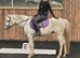 Beautiful fun gelding