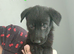 2 Sheprador puppies Left  ready to leave Now