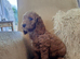 Cockapoo puppies f2
