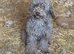Toy Labradoodles