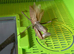 Adult pair of Timor shield mantis (Rhombodera kirbyi)