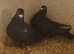 Jansen black pair