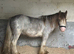 BLUE – 13.2hh Blagdon Gelding – 4 Years Old –