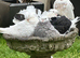 Pigeons