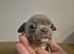6 KC registered chi puppies