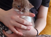 Beautiful Female Kittens Ready to Reserve