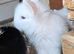Teddywidders